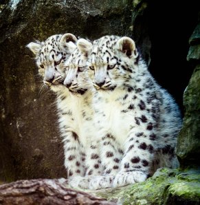 Irina's Cubs