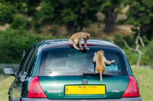 So whats loose on this one